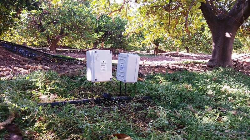Sensores en cítricos que puedes controlar con tu panel Plantae Online