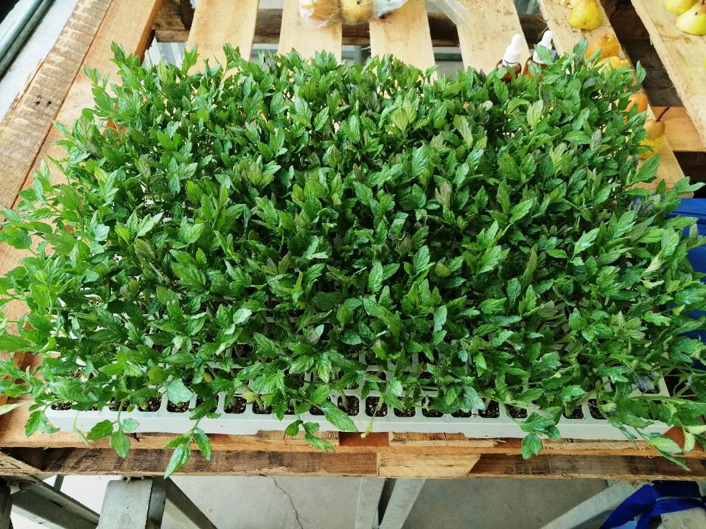 Tomate preparados para trasplantar