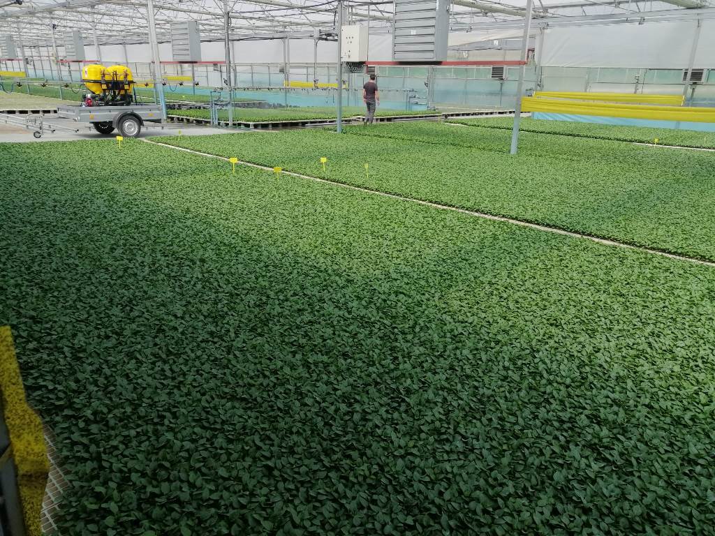 Invernadero de plantas de tomate