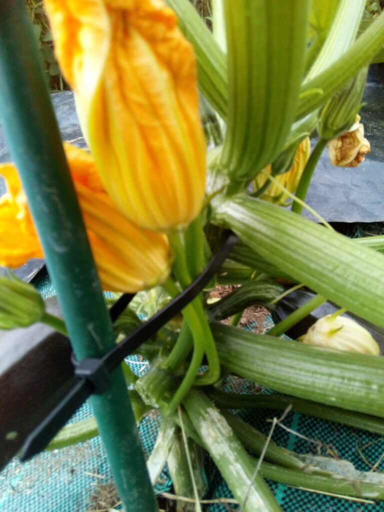 Entutorado del calabacín