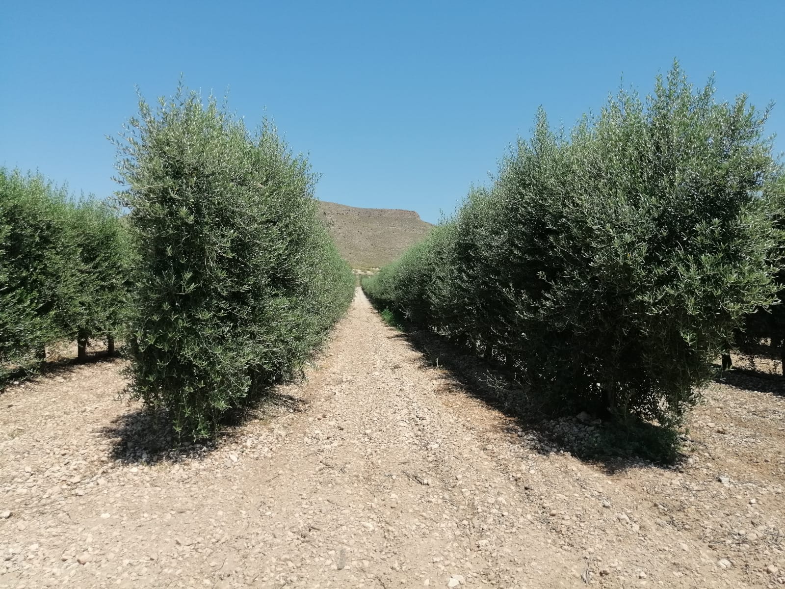 Nogal intensivo en Jumilla