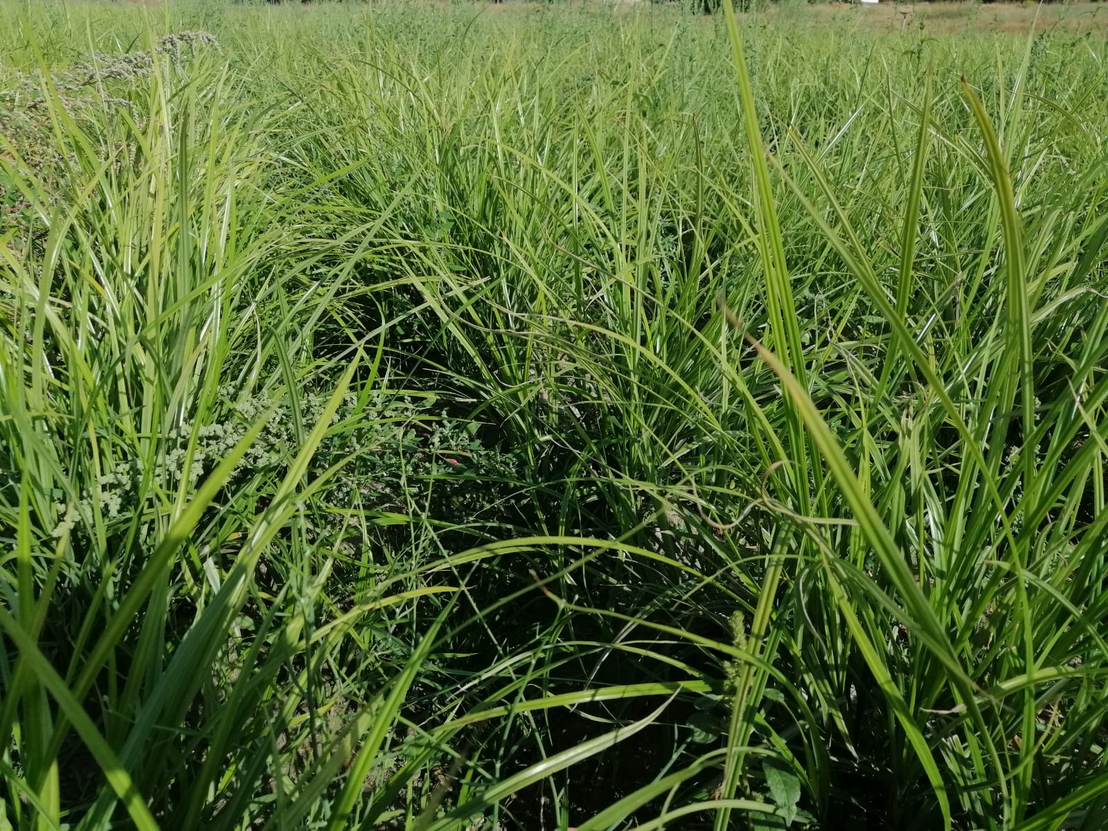 Plantación intensiva de chufa