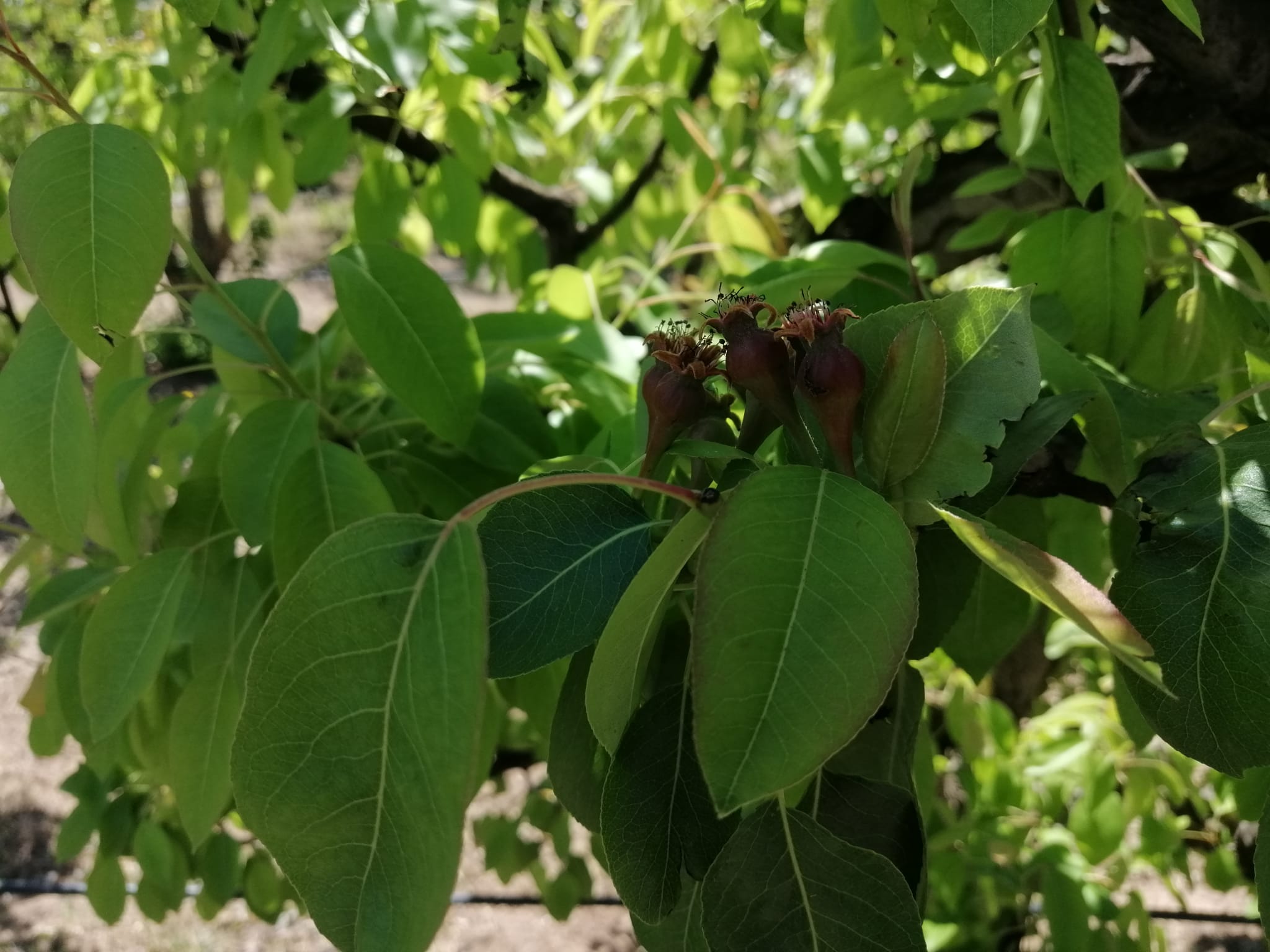 Cuajado del fruto en el mes de mayo