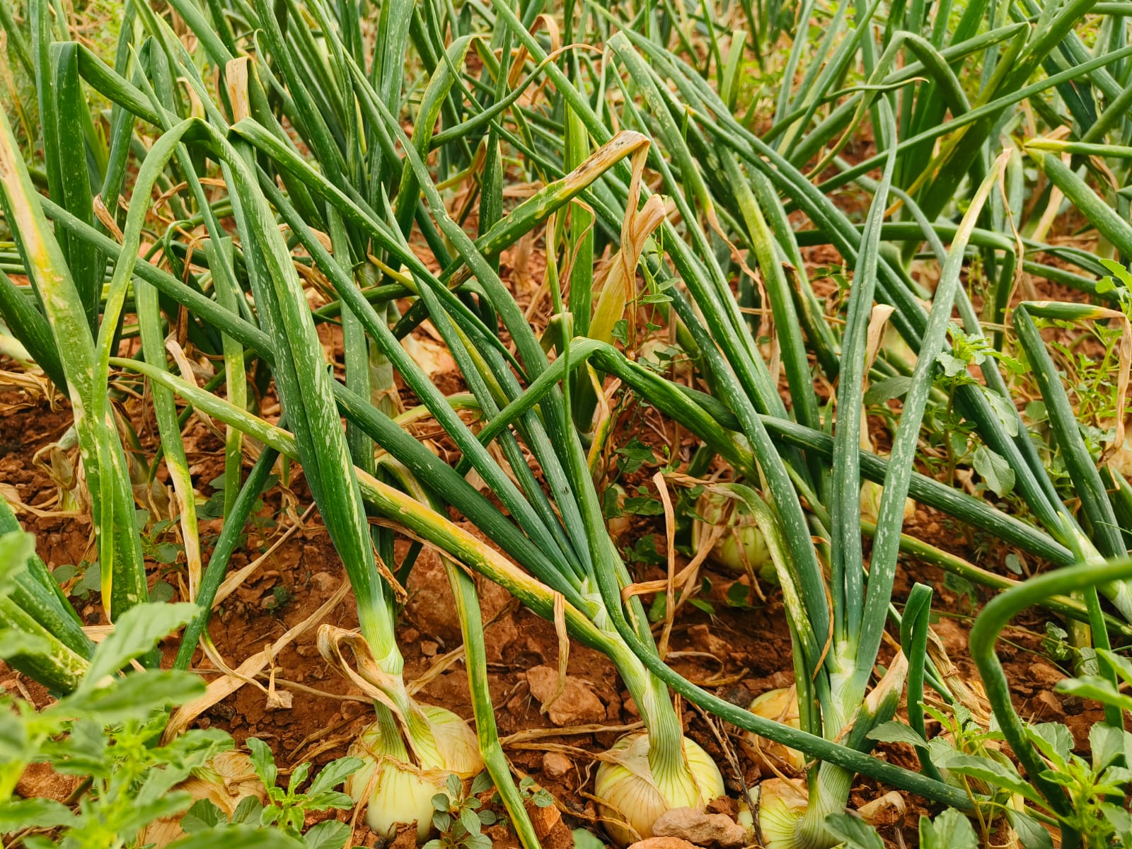 Almagro-Ciudad Real. Las mejores cebollas controladas por sondas