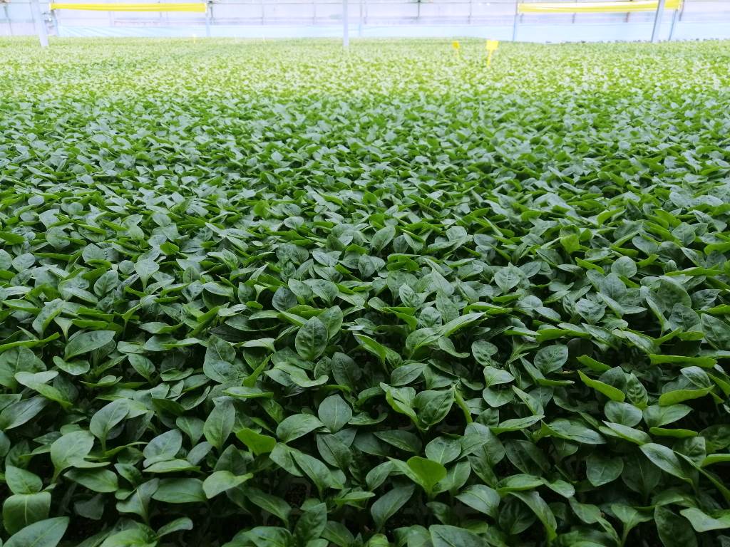Tomates con riego controlado por sensores