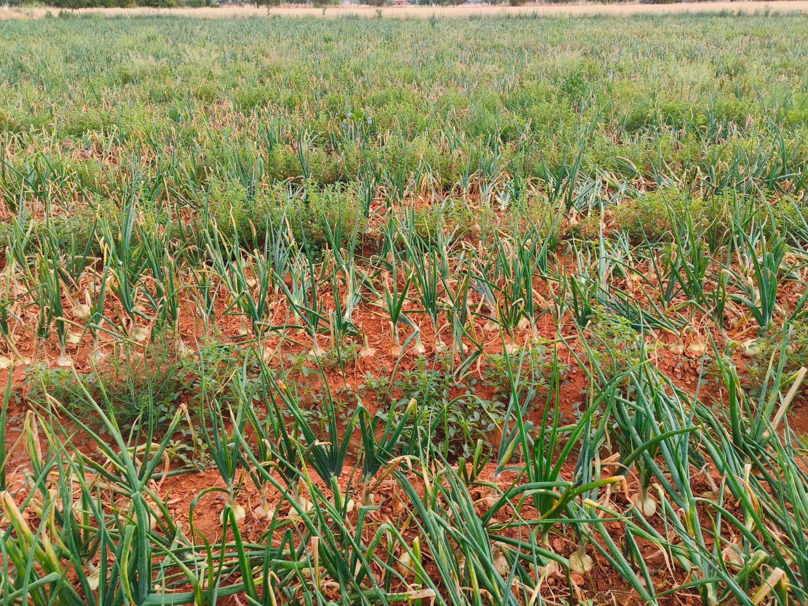 Cebollas en Almagro con riego optimizado