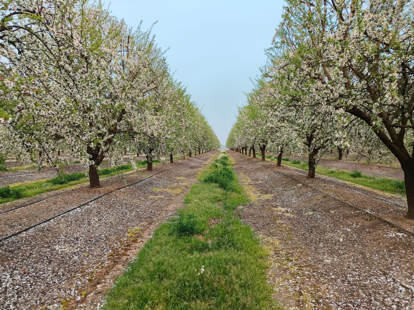 Almendros intensivos en Badajoz