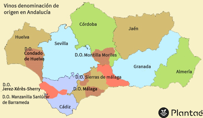 Vinos con denominación de origen en Andalucía