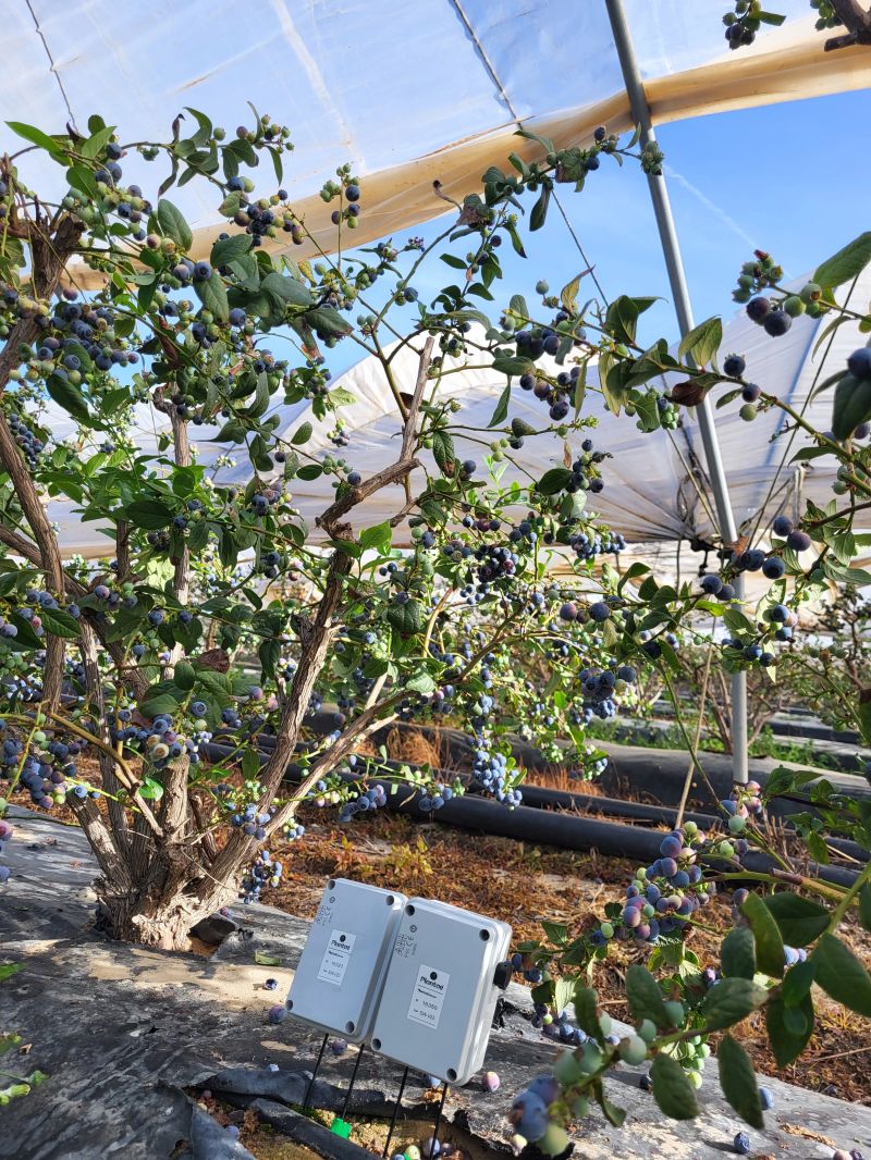 Arándanos en España-Plantación en Huelva