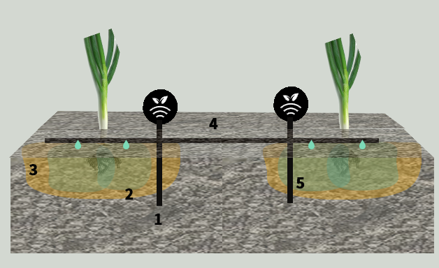 Cebollas con riego controlado por sondas