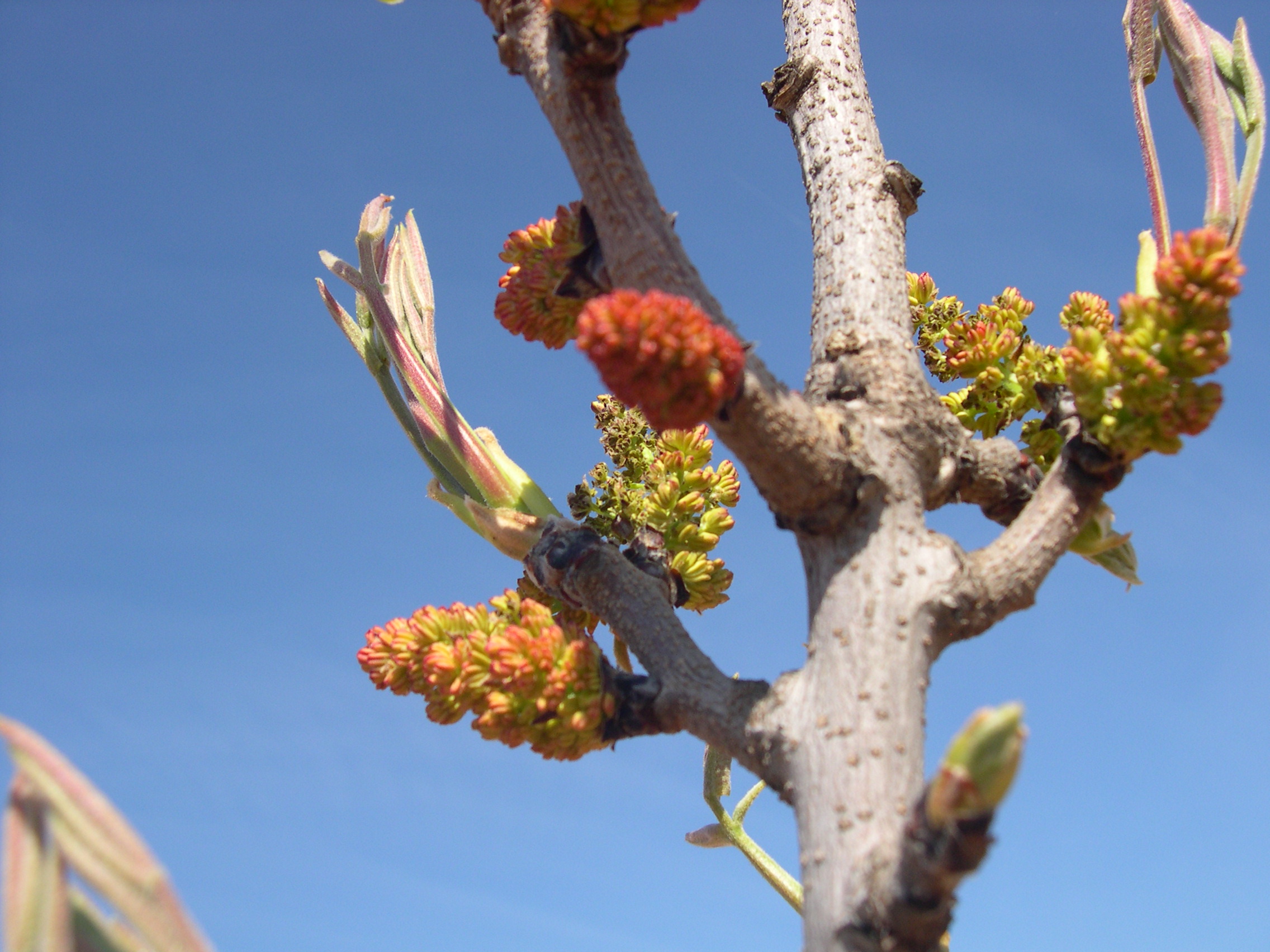 Brotes de flores de pistacho
