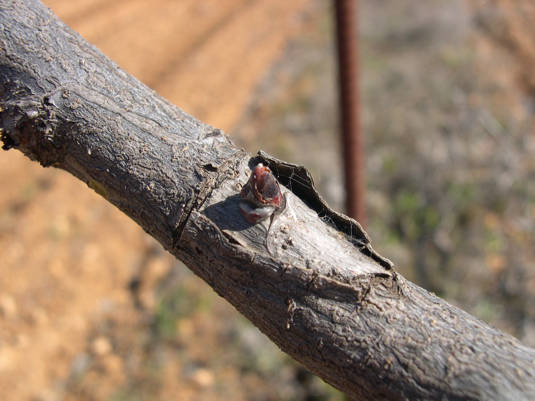 Yema apical de pistacho- La fenología estudia las horas de frio de la planta