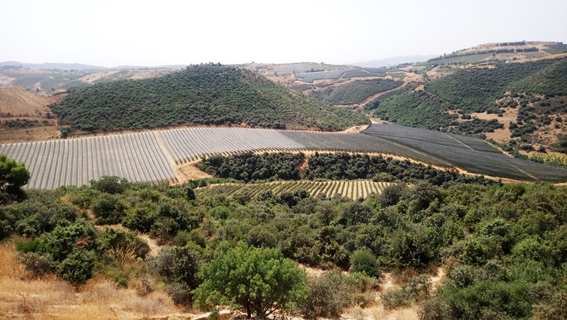 Plantación intensiva con sensores Plantae