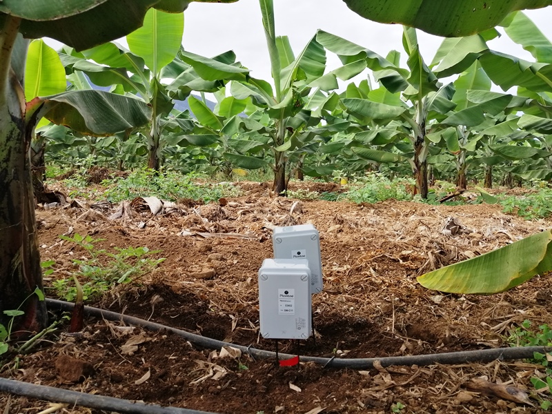 Sensores en plátanos de Canarias