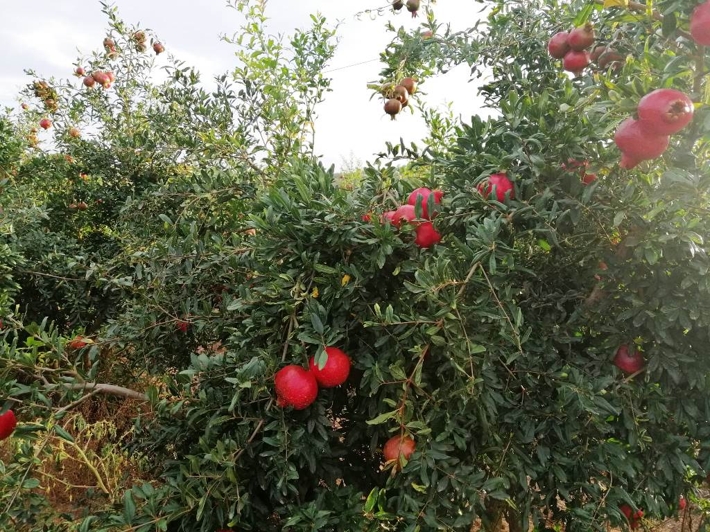 Plantación de granada con riego controlado por sensores Plantae