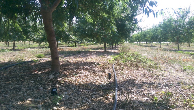 Finca experimental de almendros con sensores de humedad