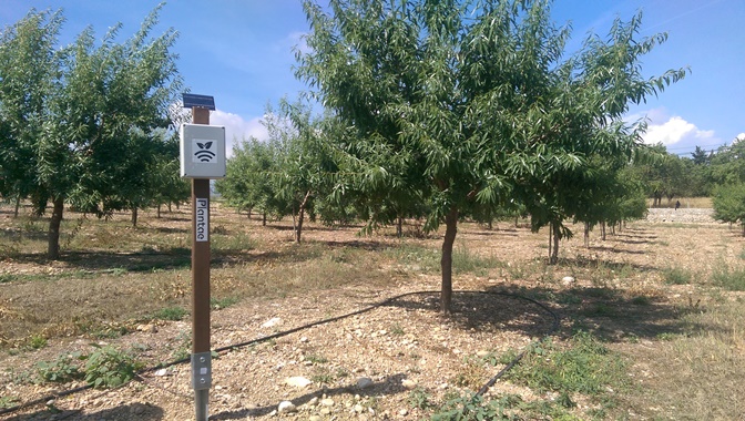 Finca experimental de almendros
