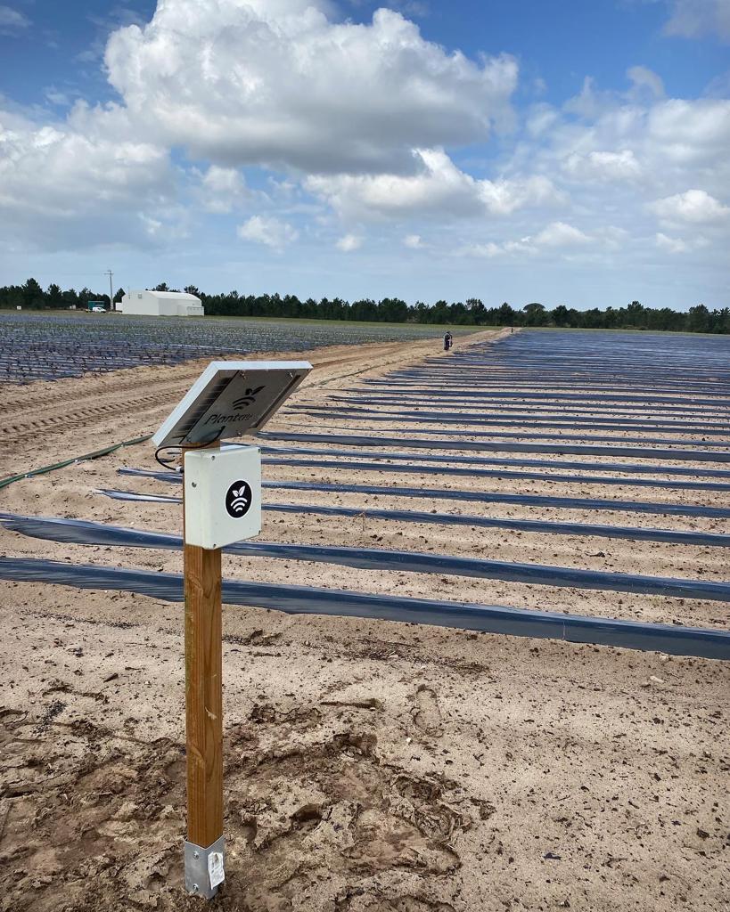 Hub en plantación de patatas en Portugal