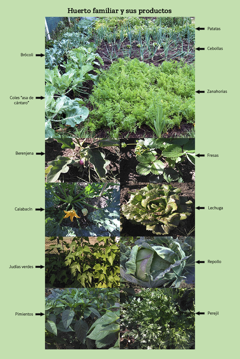 Huerto familiar