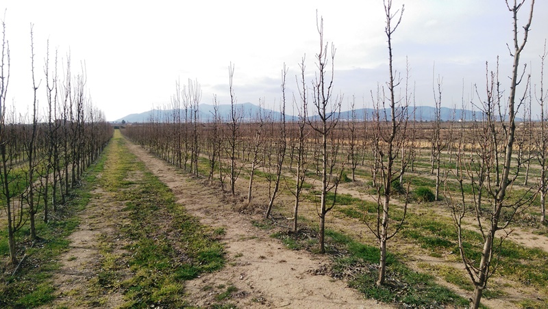 Peras de Jumilla con regadío de precisión