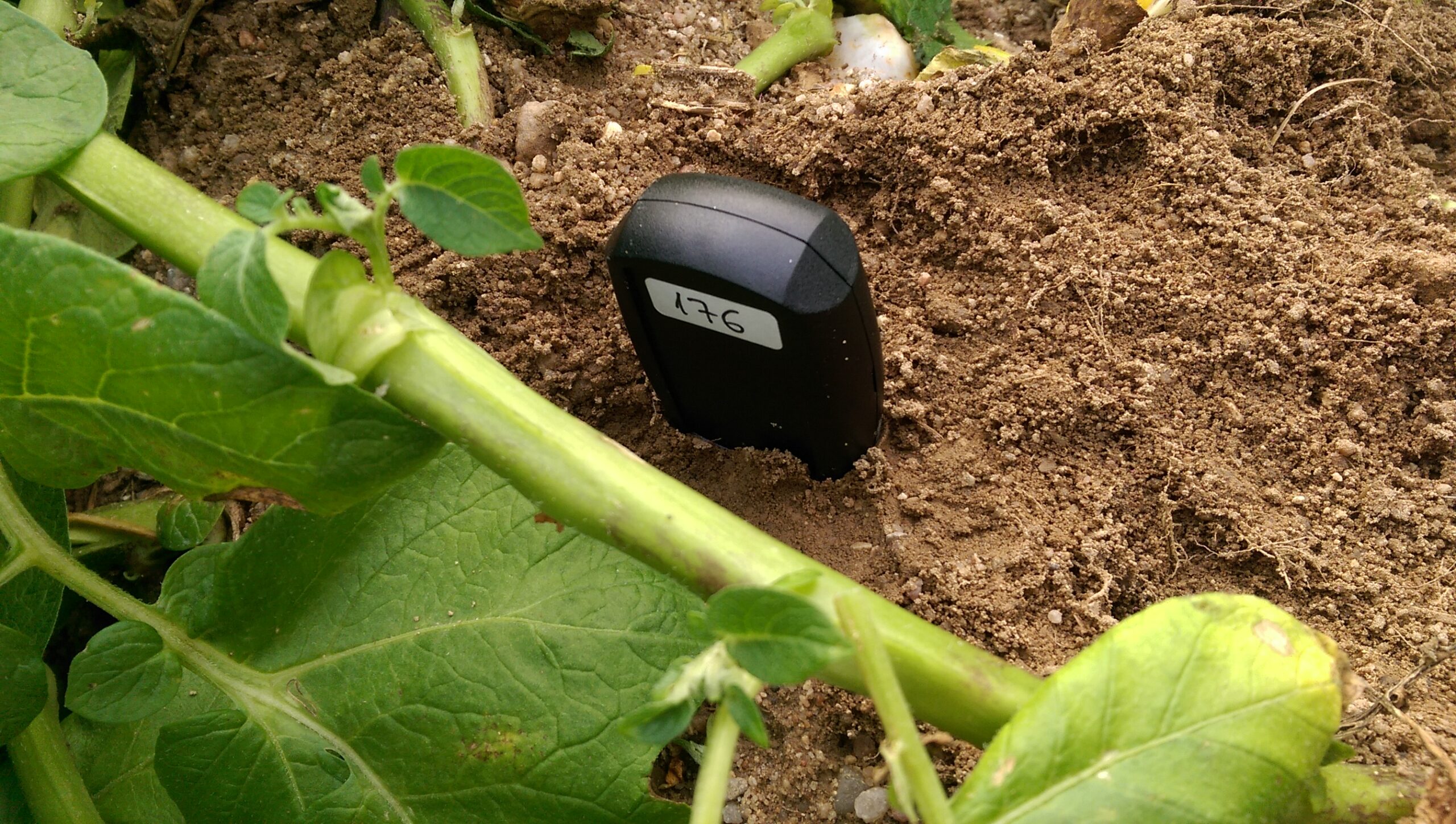 Sensores de humedad en hortalizas-Patatas