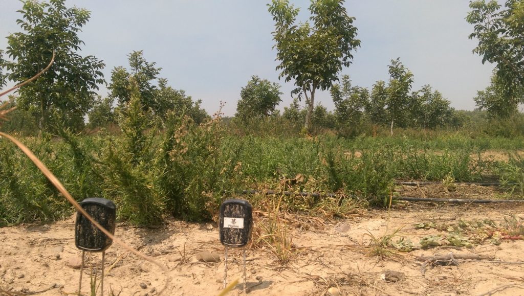 Ensayos de sensores de humedad en pistachos