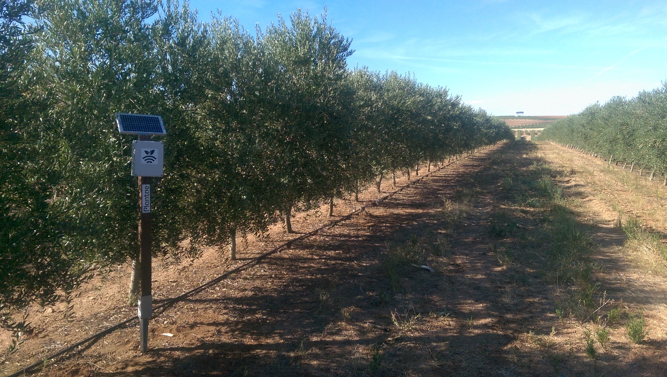 Sensores inteligentes de humedad en olivos