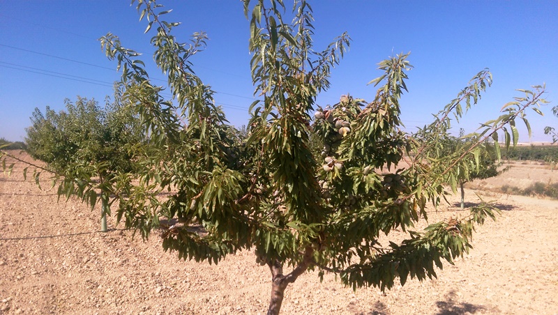 Pistacho en Ciudad Real