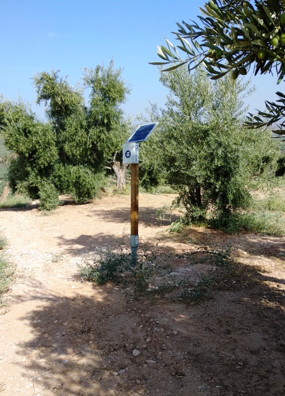 Hub/receptor para sondas en olivos
