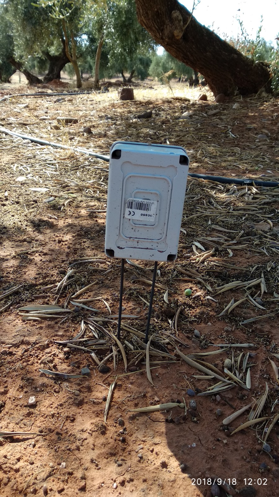 Sensores de humedad en olivos variedad hojiblanca