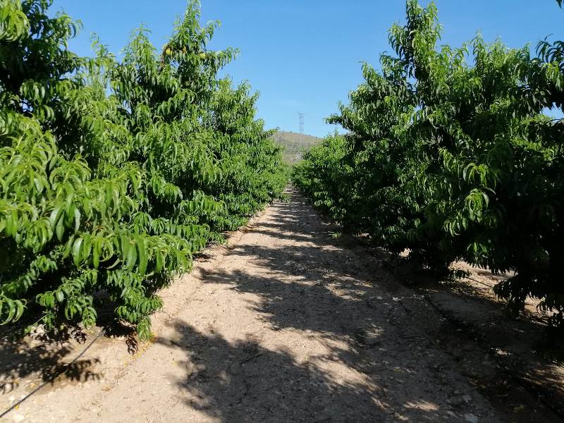 Finca de melocotones en Jumilla