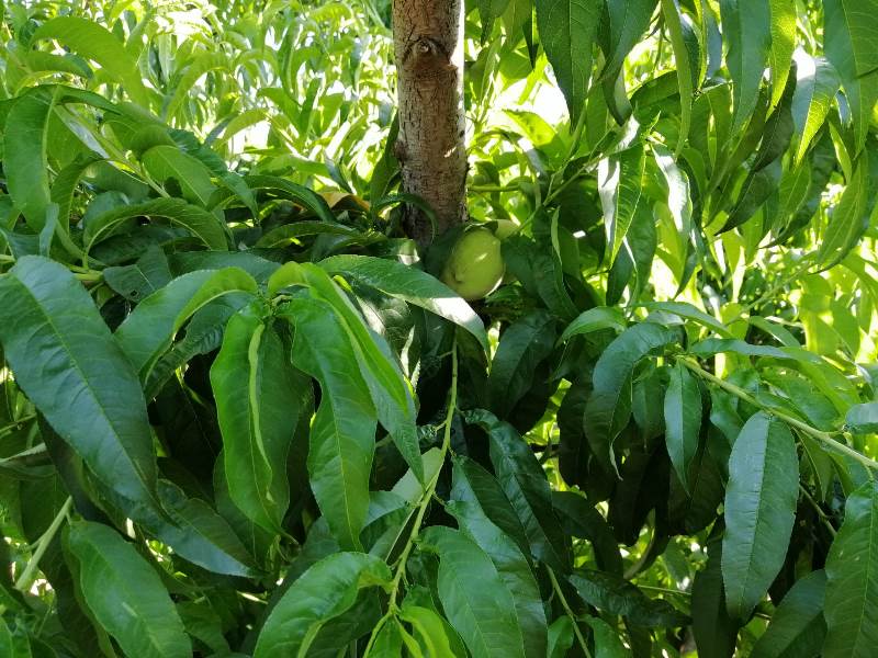 Melocotón - fruta de hueso