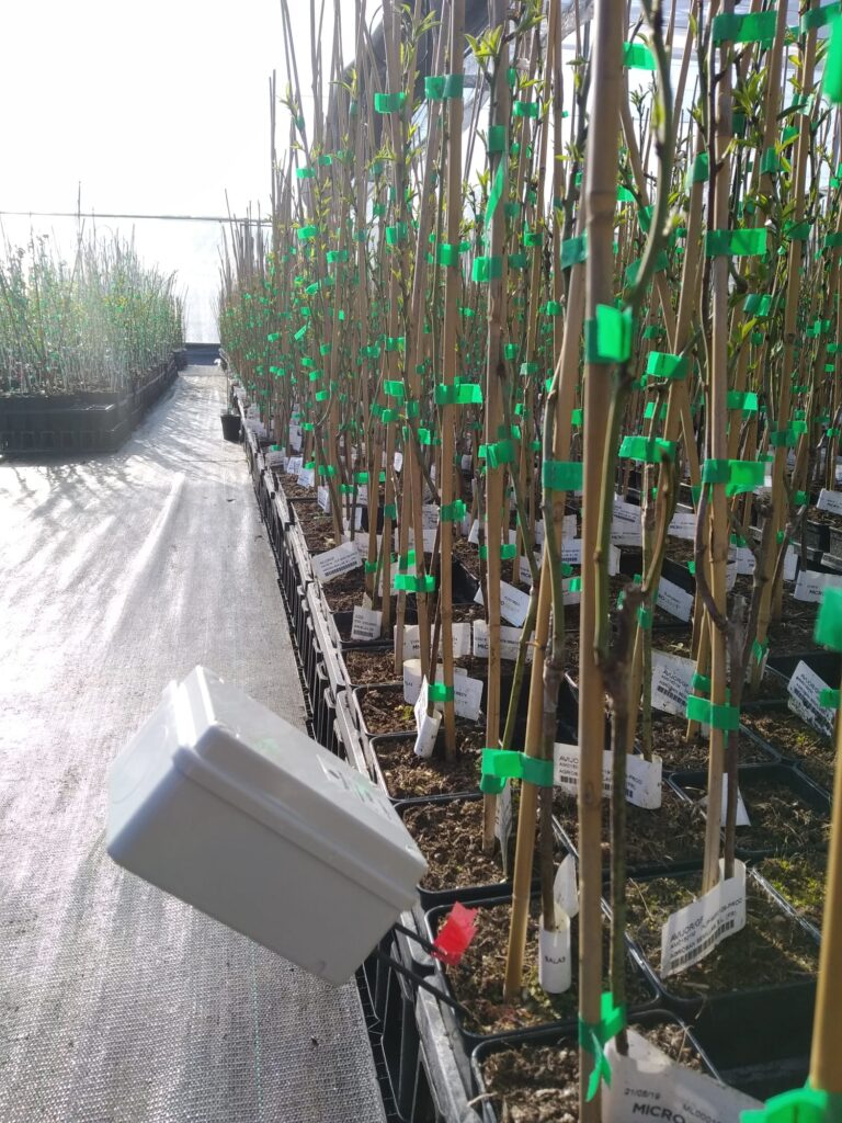 Sensor de humedad en trufas