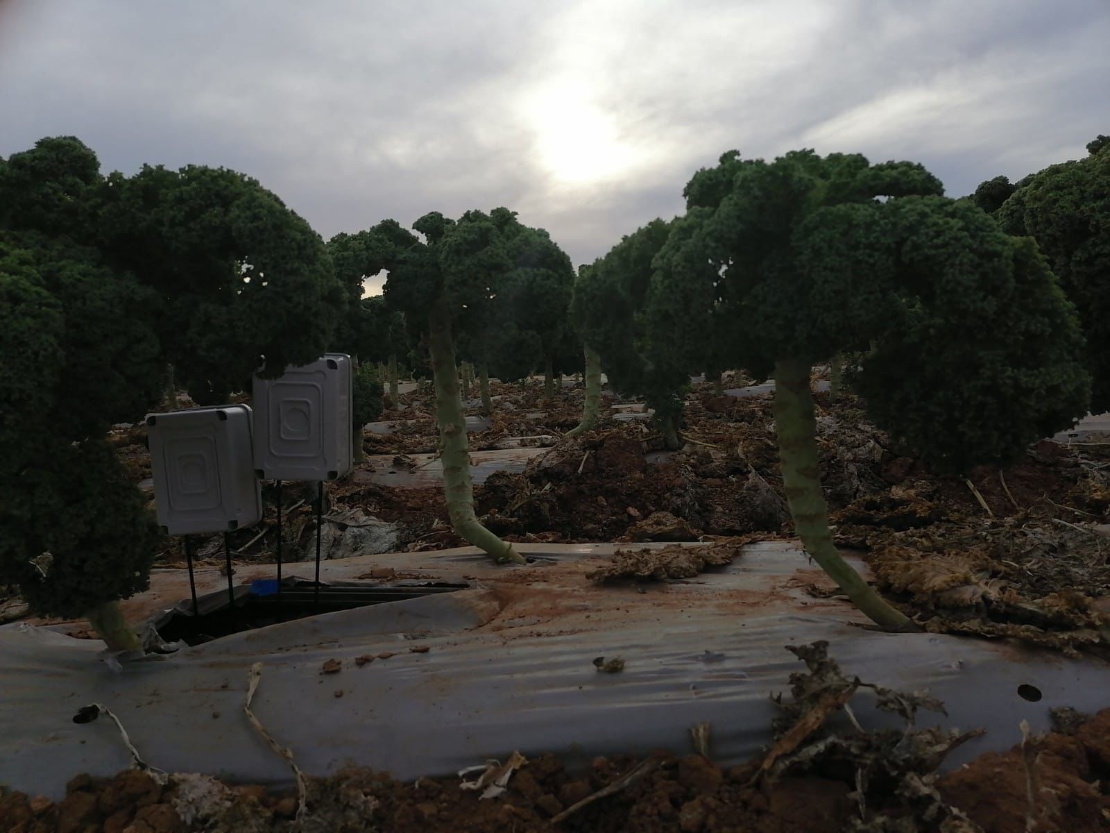 Cultivo intensivo de kale