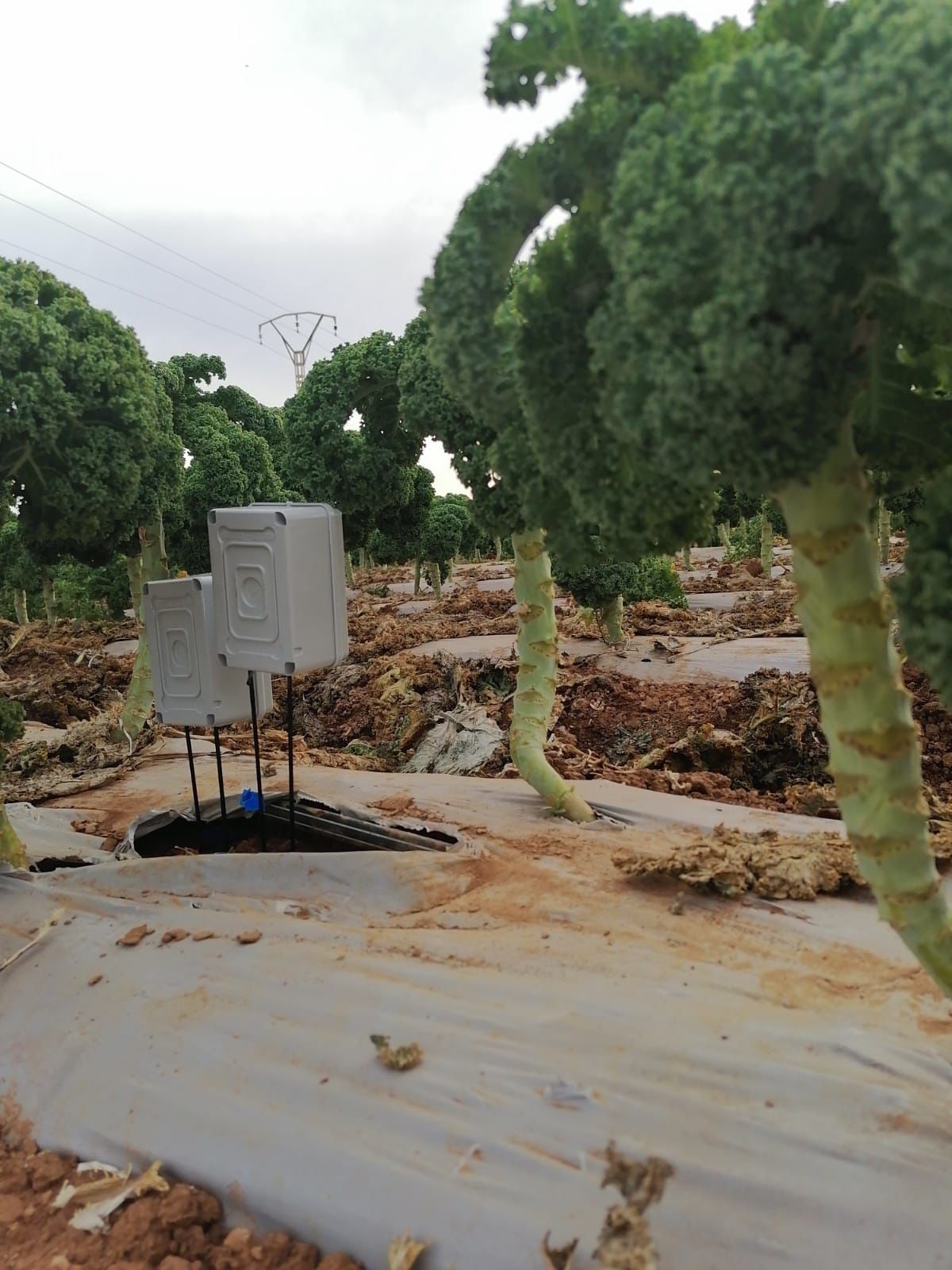 Sensores de humedad en cultivo intensivo de Kale