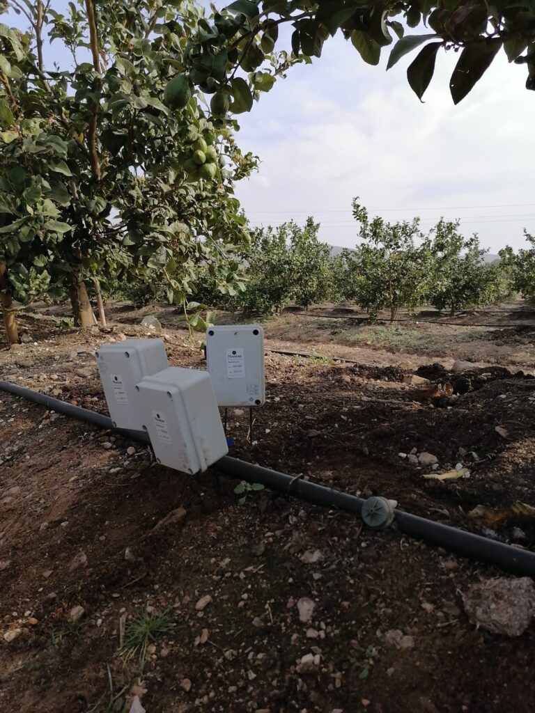 Limones con sondas Plantae