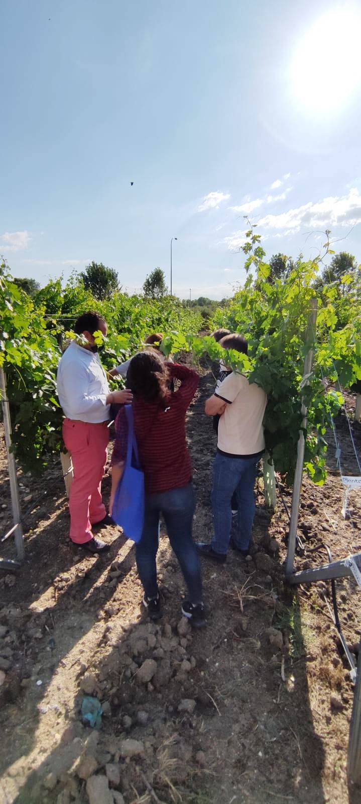 Plantae instalando sensores