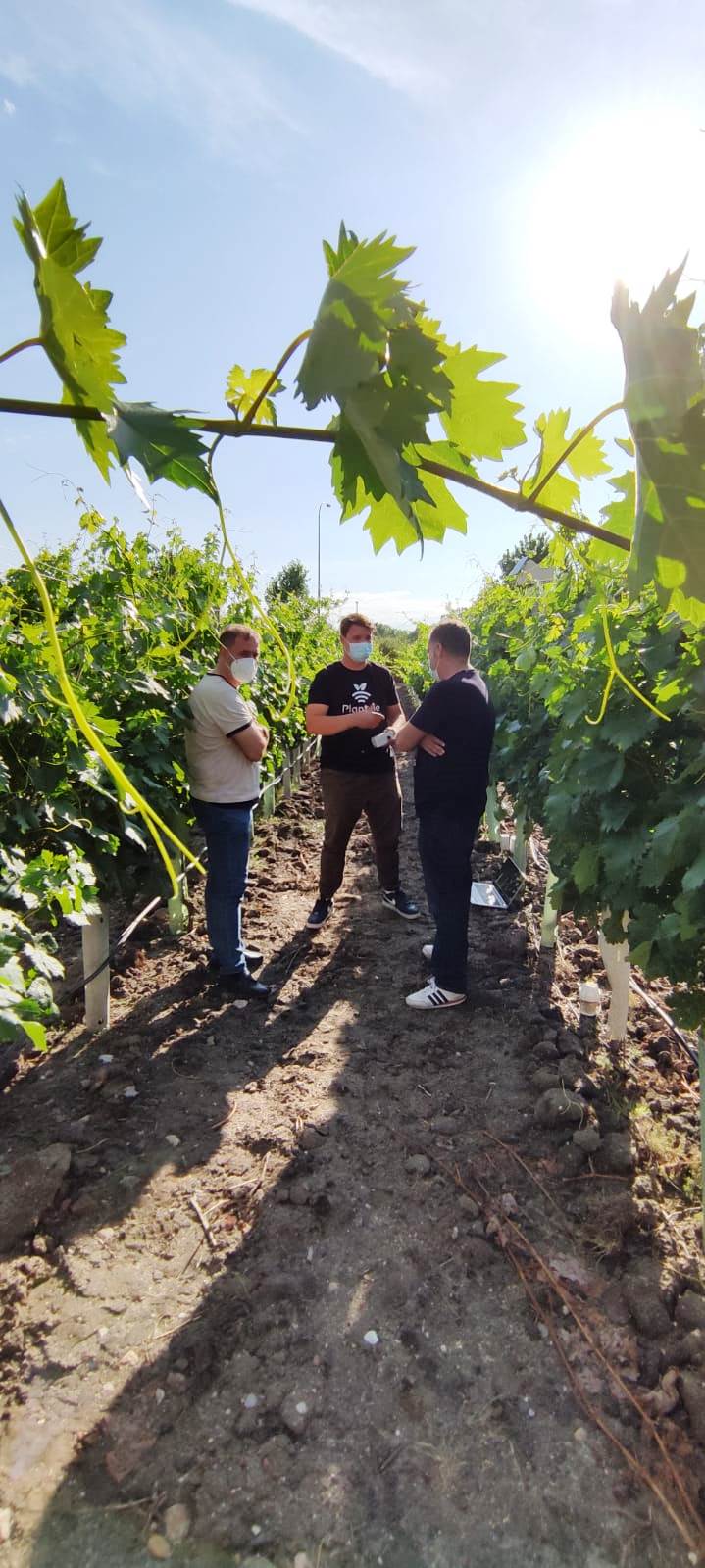 Plantae instalando sensores en viñedos