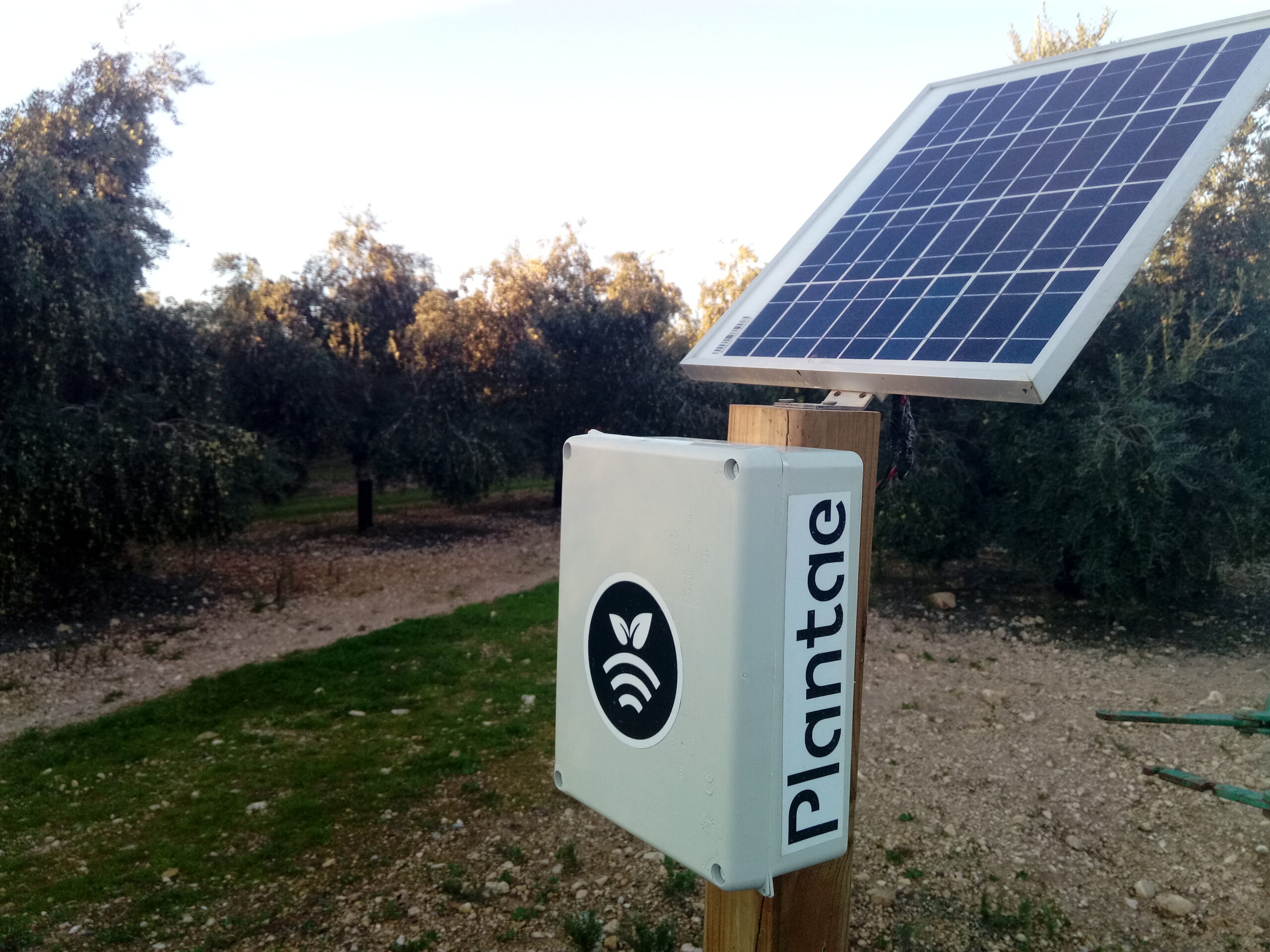 Hub/receptor en olivar