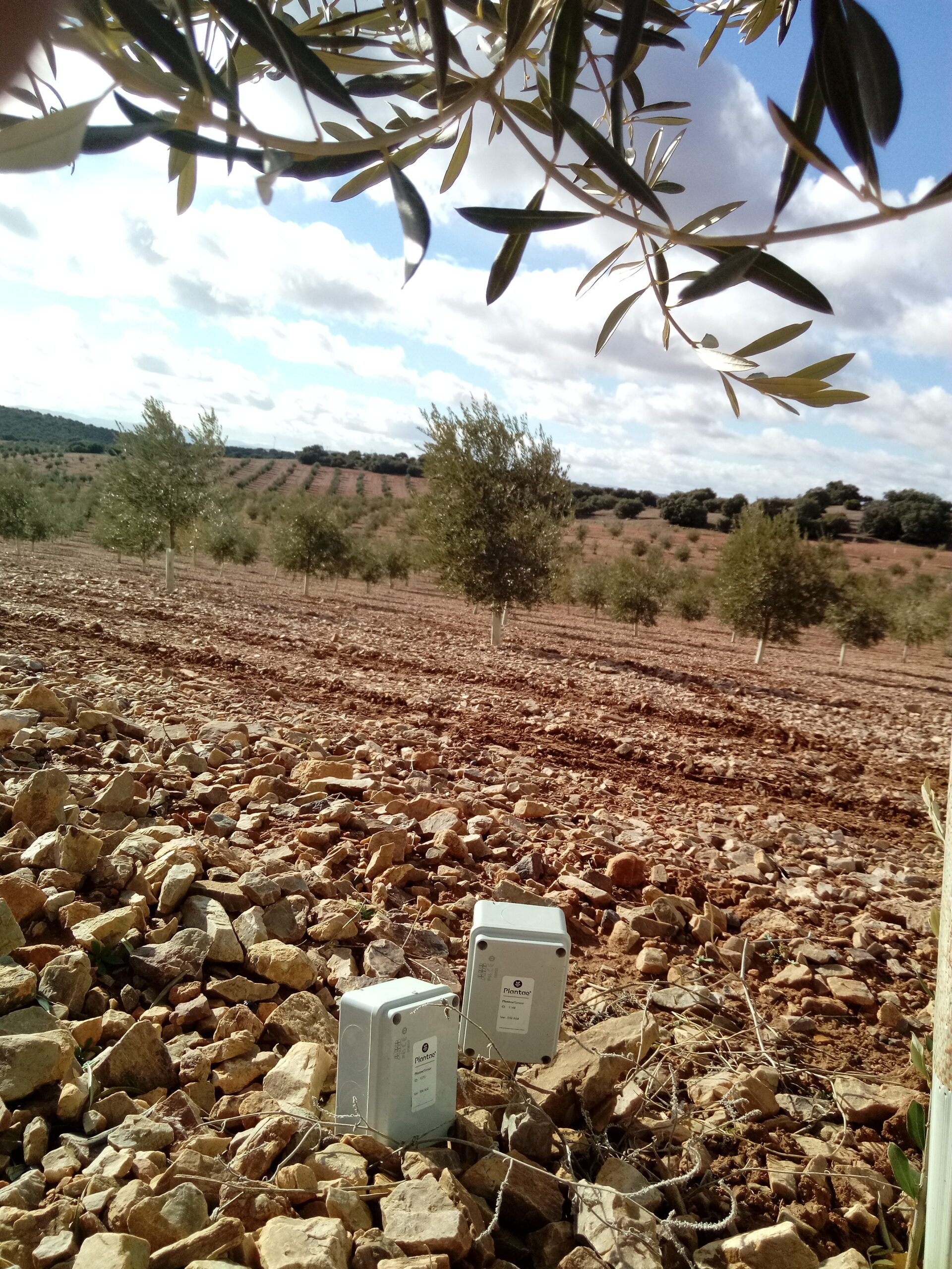 Control de riego en olivo