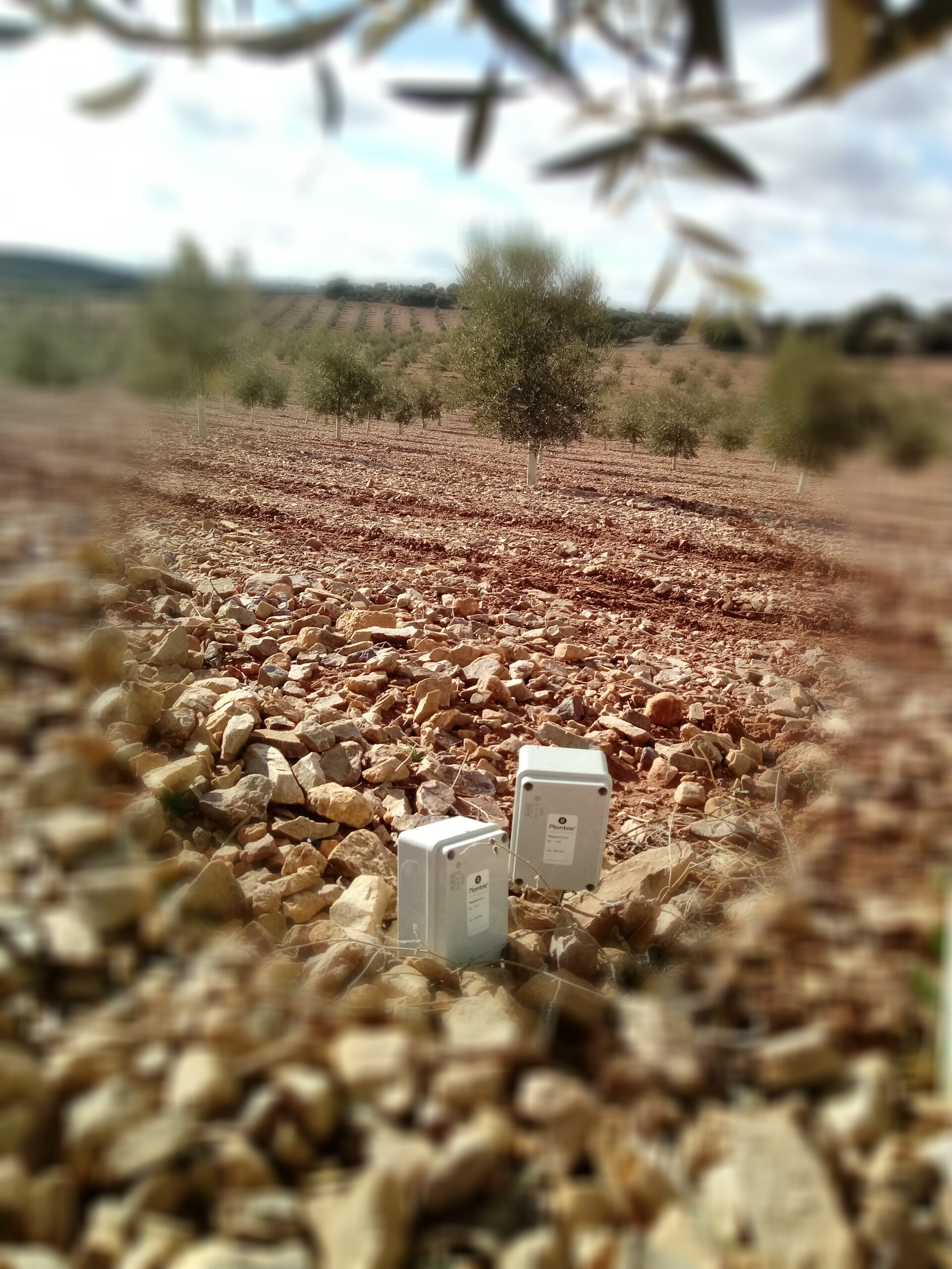 Olivos con riego por goteo controlado por sensores