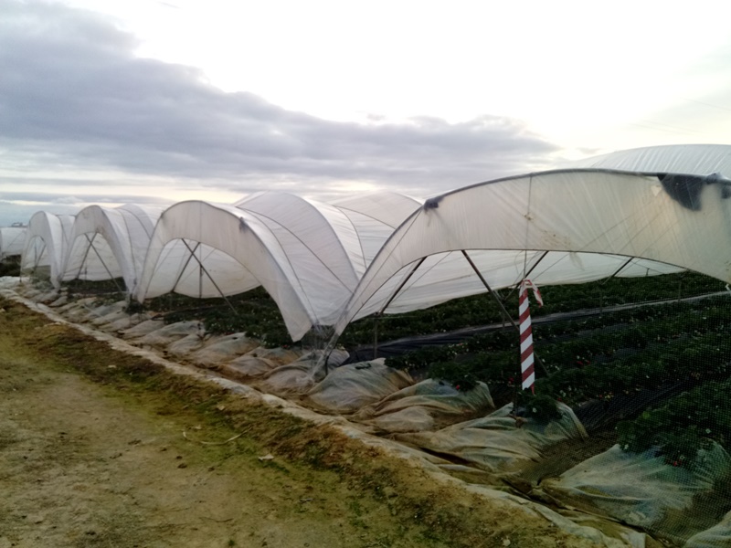 Invernaderos en Huelva