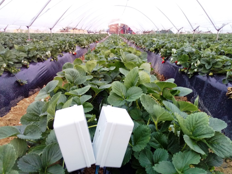Invernadero de fresas con riego controlado