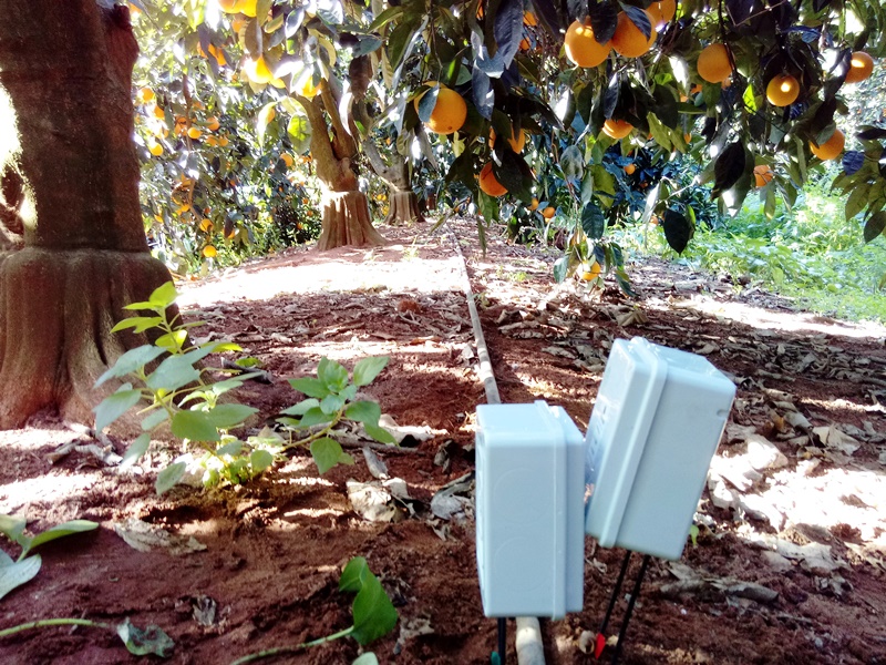 Riego con sondas en Naranjos