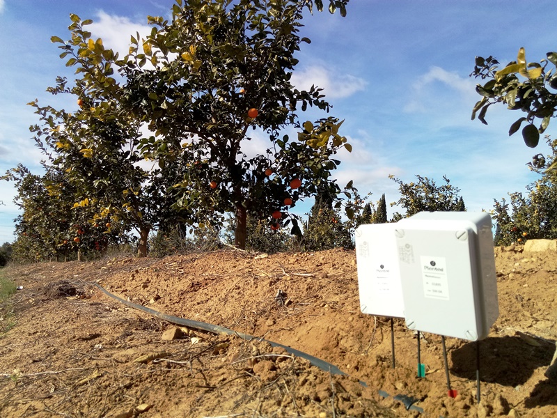 Riego con sondas en mandarina