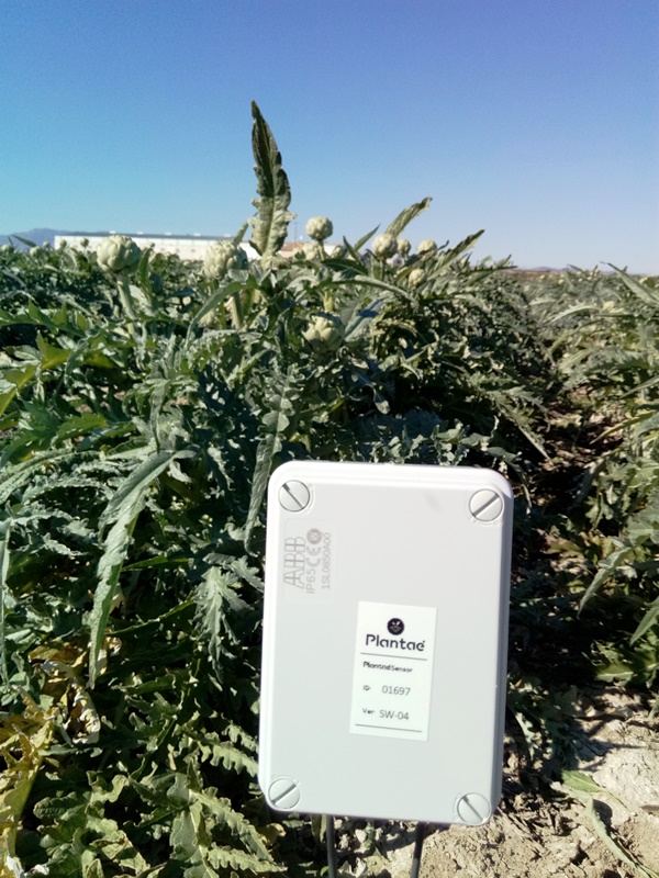 Riego controlado de alcachofa