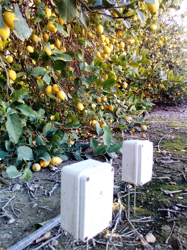 Limonero en Caravaca de la Cruz