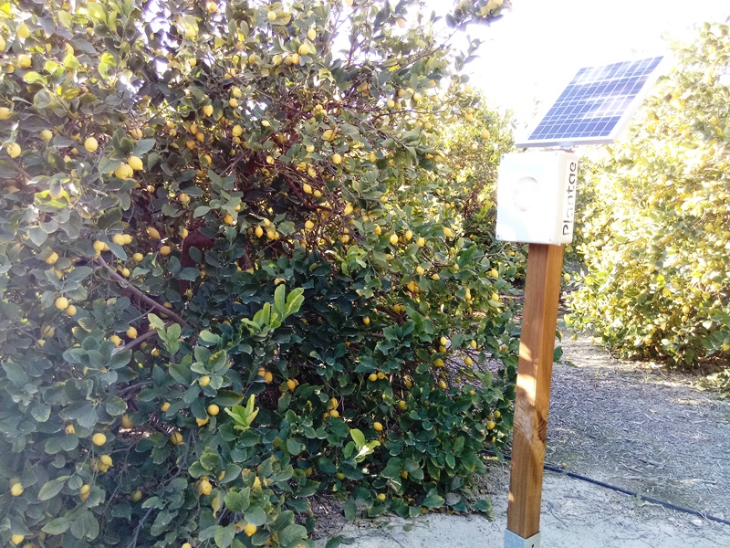 Cítricos en Torre Pacheco
