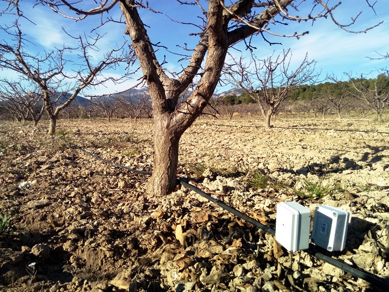 Albaricoque en Cieza-frutas de hueso