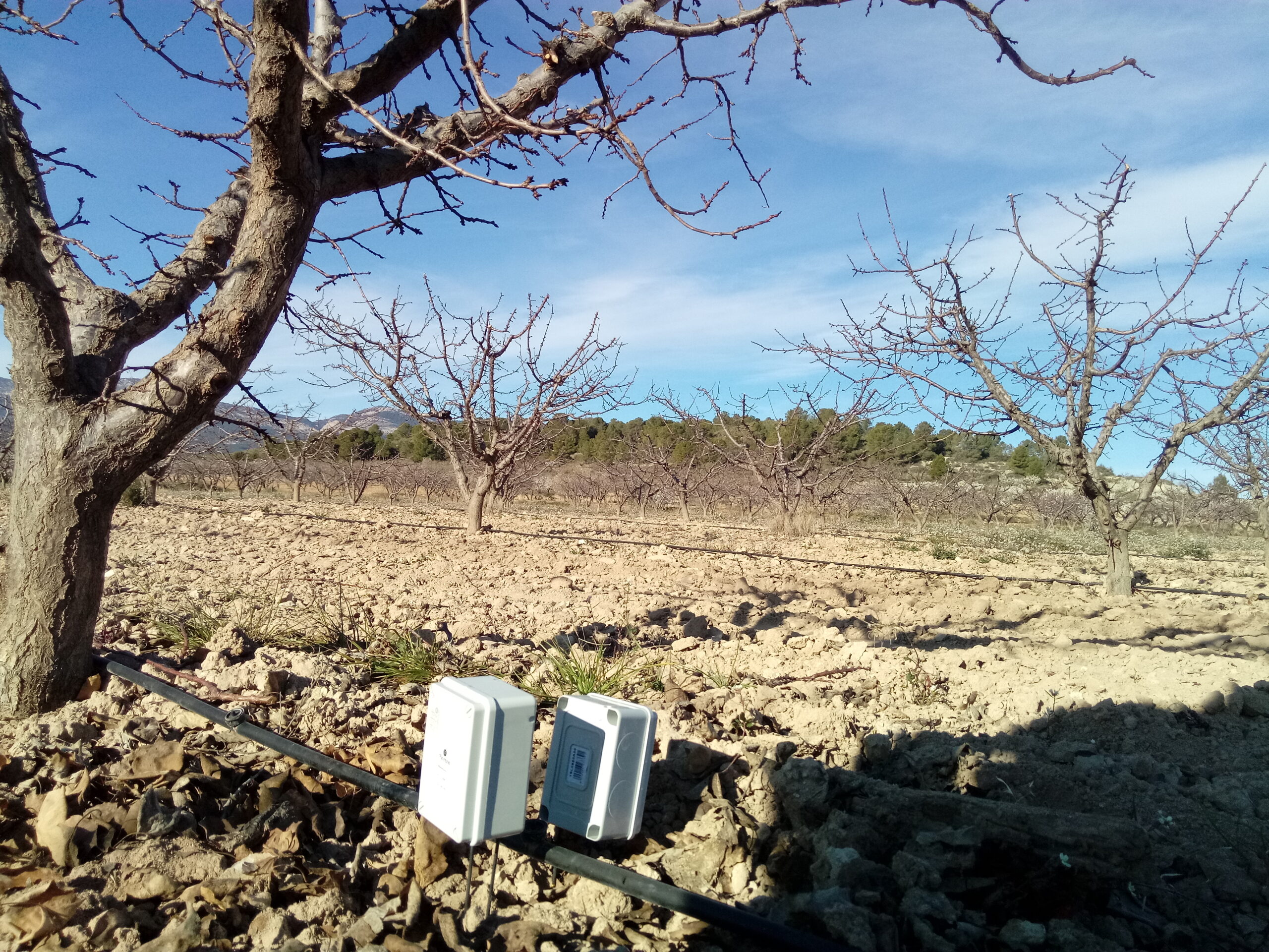 Sensores en albaricoque